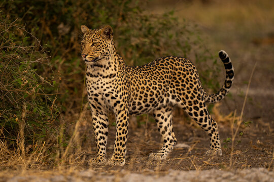 Male Leopard (Panthera pardus) stands near bushes lifting head in Chobe National Park; Chobe, Botswana