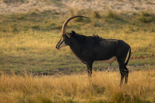 Male Sable antelope (Hippotragus niger) stands staring in profile in Chobe National Park; Chobe, Botswana