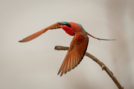 Southern carmine bee-eater (Merops nubicoides) taking off from branch in Chobe National Park; Chobe, Botswana