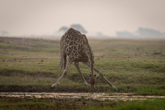 Southern Giraffe (Giraffa giraffa angolensis) stands splaying legs to drink in Chobe National Park; Chobe, Botswana