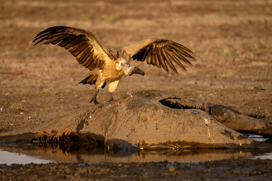 White-backed vulture (Gyps africanus) spreads wings on giraffe carcase in Chobe National Park; Chobe, Botswana