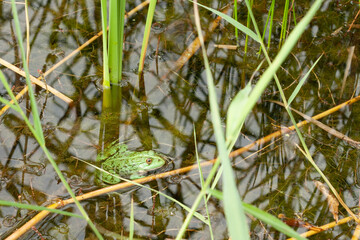 green frog sit in a pond among water plants