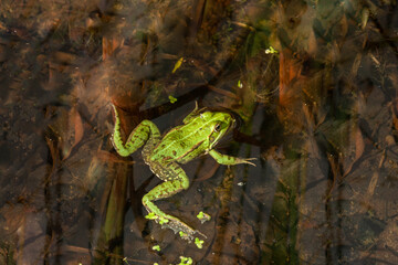 green frog swims in a pond among water plants