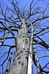 Incendio sierra de la culebra 