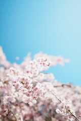 青空と桜。上方にコピースペース。