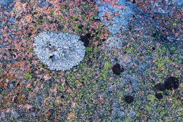 Lichen covered rock on the Hudson Bay coastline; Churchill, Manitoba, Canada