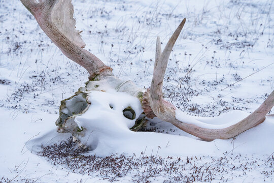 Old moose skull with rack laying on the ground partially covered in snow; Churchill, Manitoba, Canada