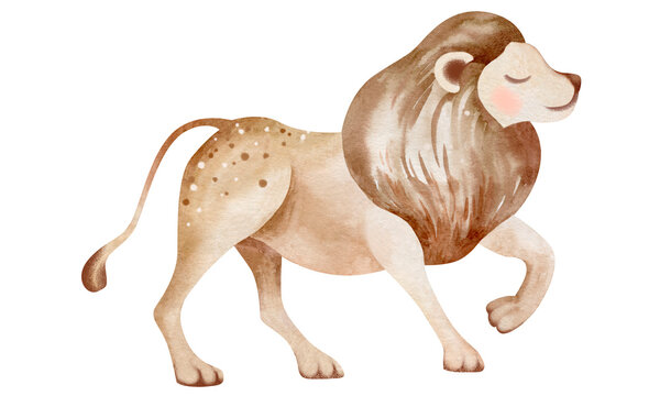 Cute cartoon lion. African predatory animal. Watercolor illustration of an animal. Animal cartoon character design. Isolated illustrations on a white background.