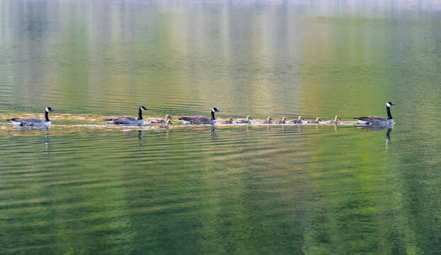 Canada Geese (Branta canadensis) and goslings crossing the tranquil water of Snake River near Chief Timothy Park in Southeast Washington, USA; Clarkston, Washington, United States of America