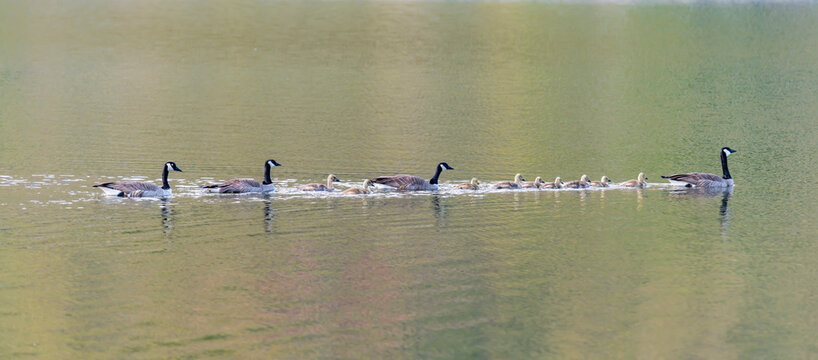 Canada Geese (Branta canadensis) and goslings crossing the tranquil water of Snake River near Chief Timothy Park in Southeast Washington, USA; Clarkston, Washington, United States of America