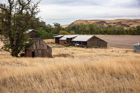 Abandoned barn and outbuildings in Eastern Washington, USA; Prescott, Washington, United States of America