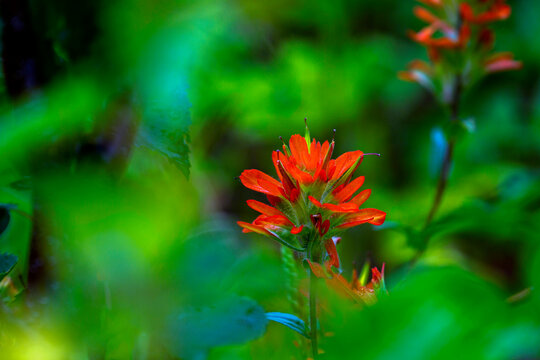 Close-up of red Indian paintbrush (Castilleja sp.) blossoms in a forest; Waterton, Alberta, Canada