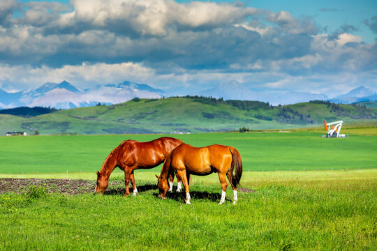Two horses (Equus ferus caballus) grazing in a green field with a pumpjack, rolling hills and mountain range in the background, North of Longview, Alberta; Alberta, Canada