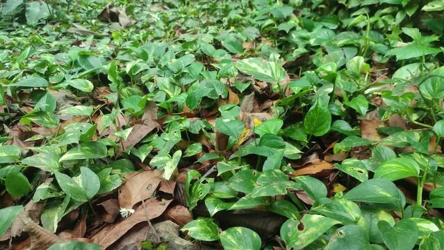 Epipremnum aureum. golden pothos, Ceylon creeper, hunter's robe, ivy arum, house plant, money plant, silver vine, Solomon Islands ivy, marble queen, and taro vine. devil's vine or devil's ivy.
