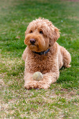 Young Labradoodle Holding Ball and Being Silly