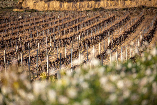 Vineyards and wild flowers in full bloom