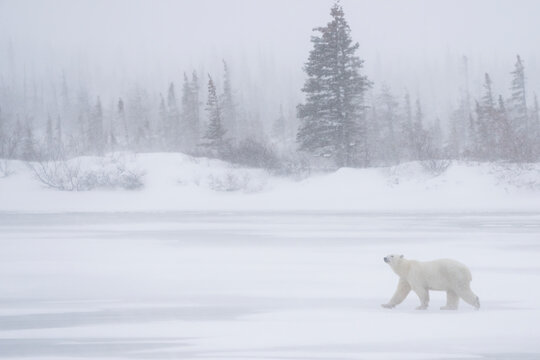Polar bear (Ursus maritimus) on the shores of Hudson Bay in a snowfall; Churchill, Manitoba, Canada