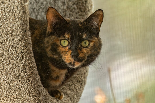Tortoise shell cat (Felis silvestris catus) peering at the camera; Churchill, Manitoba, Canada