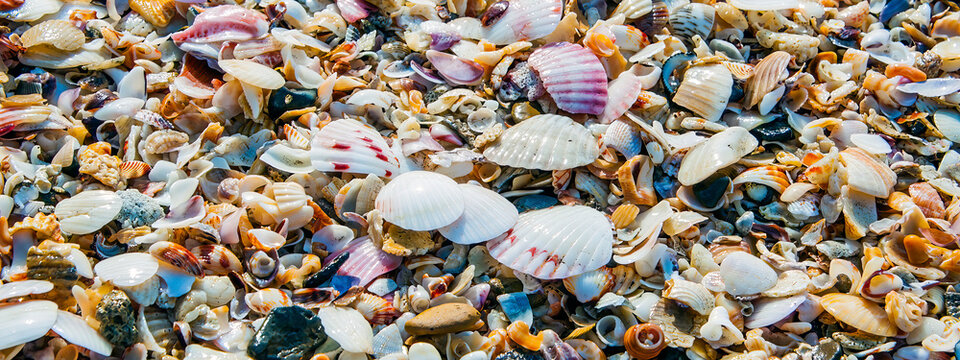 Abundance of beautiful seashells on a coastal shore; Panama City, Panama