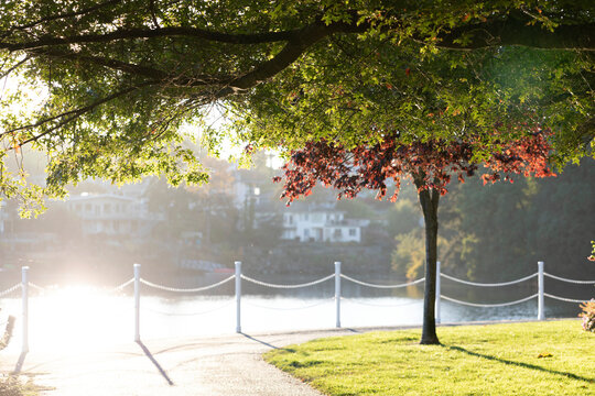 Bright sunlight illuminates a waterfront park area with houses in the background across the water; Victoria, British Columbia, Canada