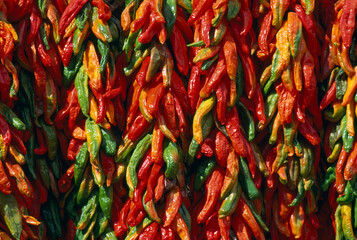 Rows of red and green chili peppers hang together in bunches; Santa Fe, New Mexico, United States of America