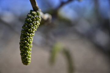 Incendio sierra de la culebra 