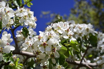 Incendio sierra de la culebra 