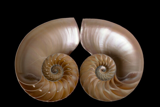 Cross section of nautilus shell cut to reveal compartments; Studio