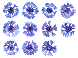 Set of cornflowers isolated on transparent background
