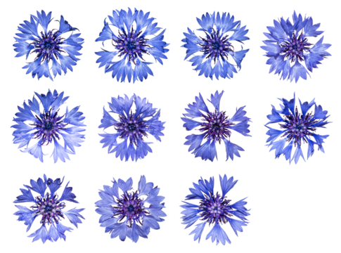 Set of cornflowers isolated on transparent background