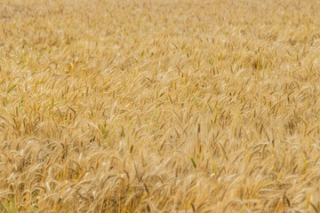 A crop of wheat growing in Punjab