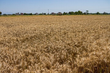 A crop of wheat growing in Punjab