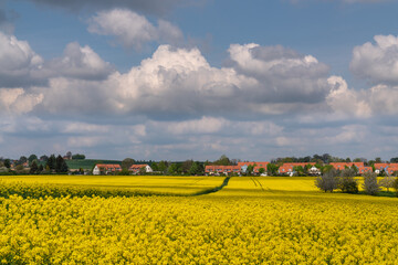 Amazing bright colorful spring-summer landscape for wallpaper. Yellow field of blooming rapeseed and a tree against a blue sky with clouds. Natural landscape. Europe. Germany