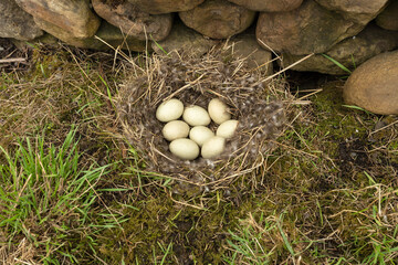 Mallard Duck nest lined with dry grass and down feathers and filled with 8 eggs. The nest has been sited very close to a road in the Yorkshire Dales with drystone walling, grass and moss. Copyspace