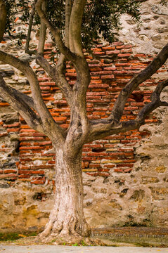 Tree against an old brick wall; Collioure, Pyrenees Orientales, France