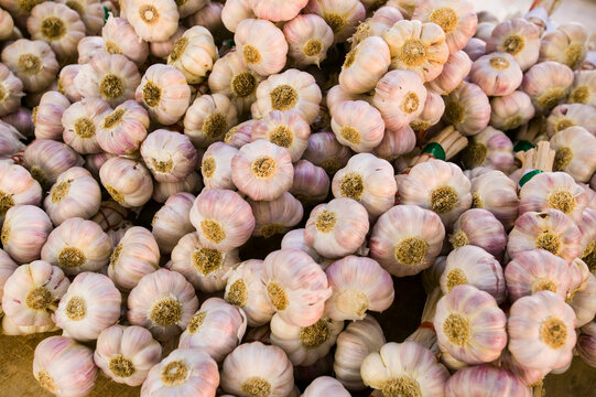 Abundance of fresh garlic cloves at a local market; Collioure, Pyrenees Orientales, France