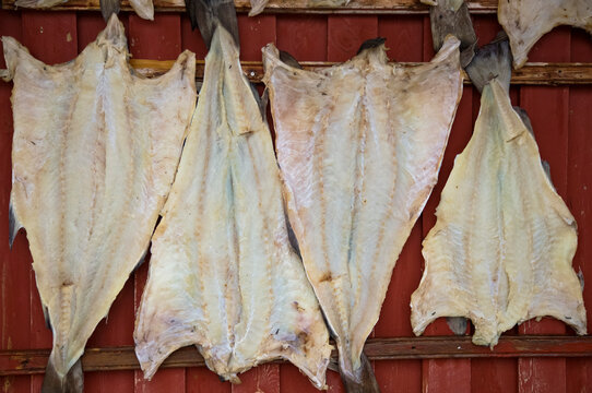 Drying cod in a fishing village in Norway; Lofoten Islands, Norway