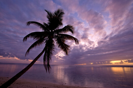 Palm tree is silhouetted in front of a sunset over the water; Pigeon Point, Tobago Island, Trinidad and Tobago