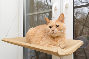 domestic cat sits in a hammock fixed on the window