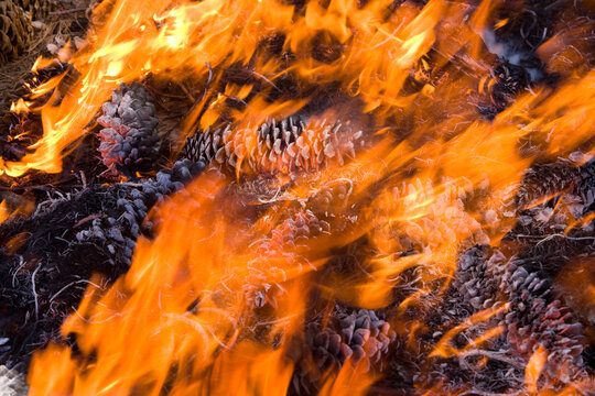 Prescribed fire in Grant Grove area of Sequoia and Kings Canyon National Parks, California, USA; California, United States of America