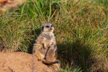 Meerkat - Suricata suricatta standing on a stone guarding the surroundings in sunny weather. Photo has nice bokeh.