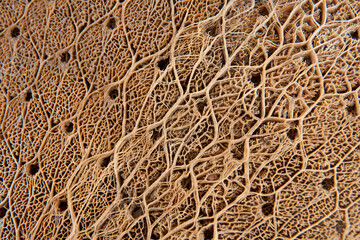 Close view of a dried cactus leaf; Galapagos Islands, Ecuador