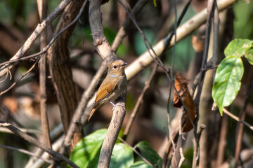 Rufous-gorgeted flycatcher or Ficedula strophiata observed in Rongtong, India