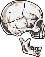Skull vector for halloween design. Skeleton head or bone brutal skull.