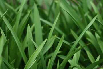 green grass background