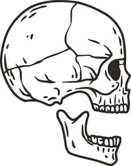 Skull vector for halloween design. Skeleton head or bone brutal skull.