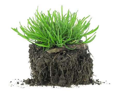Green meadow grass with roots in black soil isolated on a white background - Powered by Adobe