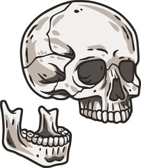Skull vector for halloween design. Skeleton head or bone brutal skull.