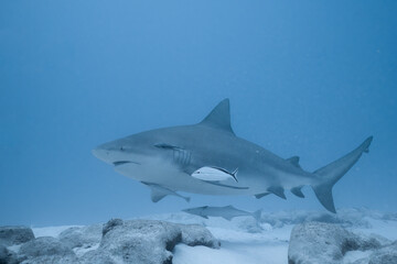 Bull shark
