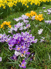 Crocus plants begin to flower heralding spring in the UK